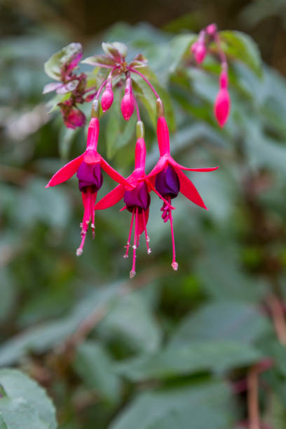 fuchsias flowers on plant in sunny day