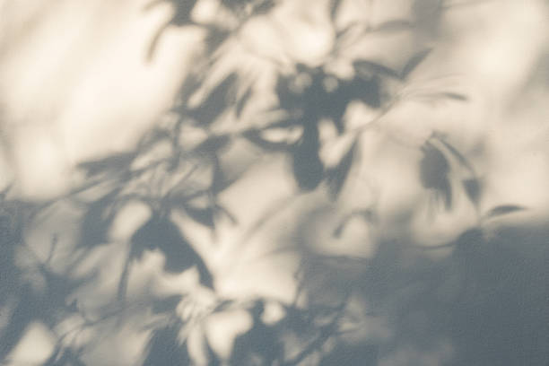 istock Shadows from the trees falling on the fence 847512584