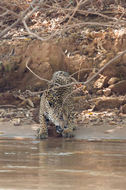 istock Brazilian Pantanal - Jaguar 847513854
