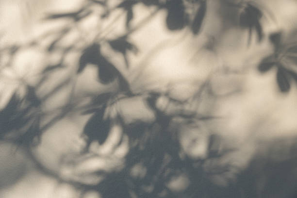 istock Shadows from the trees falling on the fence 847516360
