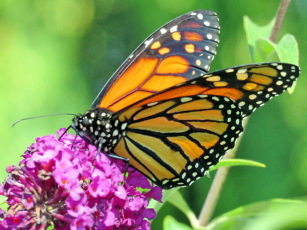 istock Toronto Lake Monarch butterfly and flower 2017 847526450