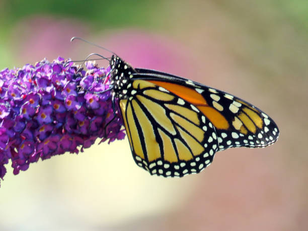 istock Toronto Lake Monarch butterfly on a purple flower 2017 847526518