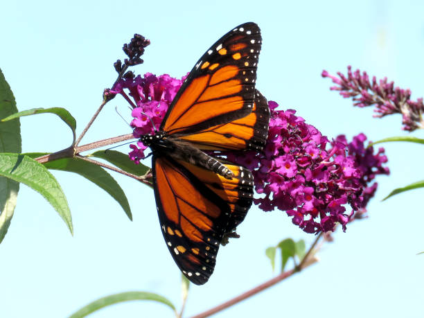 istock Toronto Lake Monarch butterfly on the flower 2017 847526564