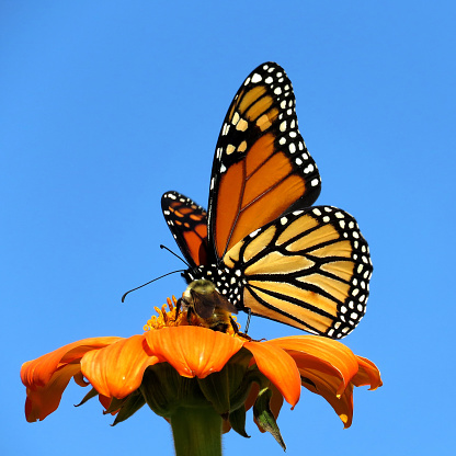 Monarch butterfly on the red daisy in garden on bank of the Lake Ontario in Toronto, Canada, September 12, 2017