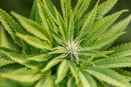 Cannabis Sativa Pictures Download Free Images on Unsplash Cannabis Sativa Pictures Download Free Images on Unsplash