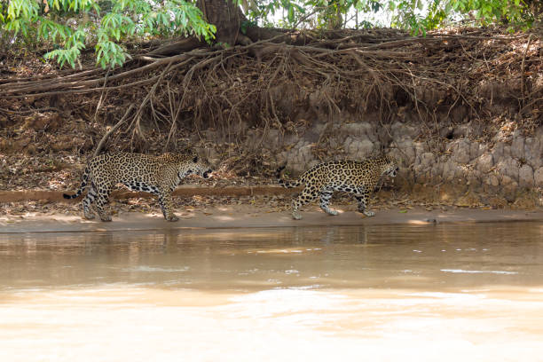 istock Brazilian Pantanal - Jaguar 847526816