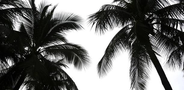 istock Palm leaves isolated  on white background 847527422