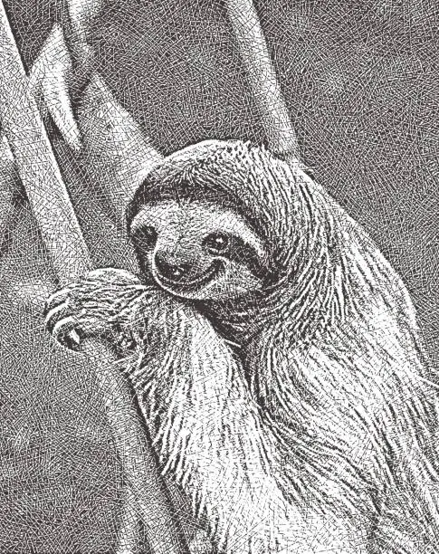 Vector illustration of Happy rescued sloth hanging on branch