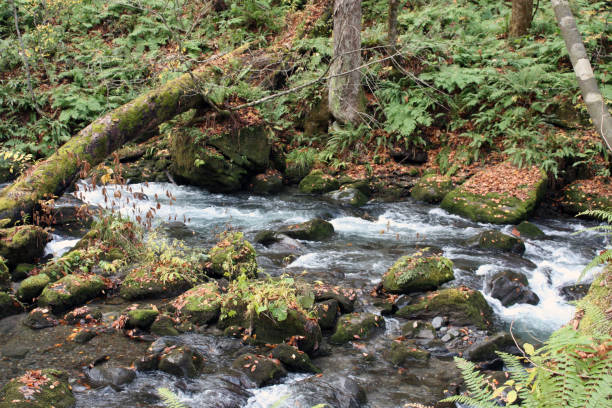 istock 4 Seasons Mini Rocks in the Gorge in Japan 847530772