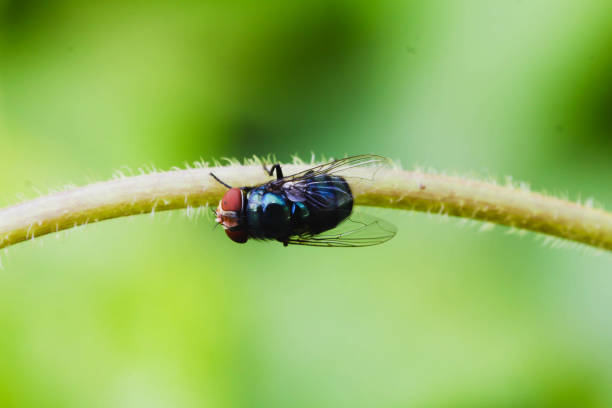 istock Single Black  Housefly on the green leaf 847530926