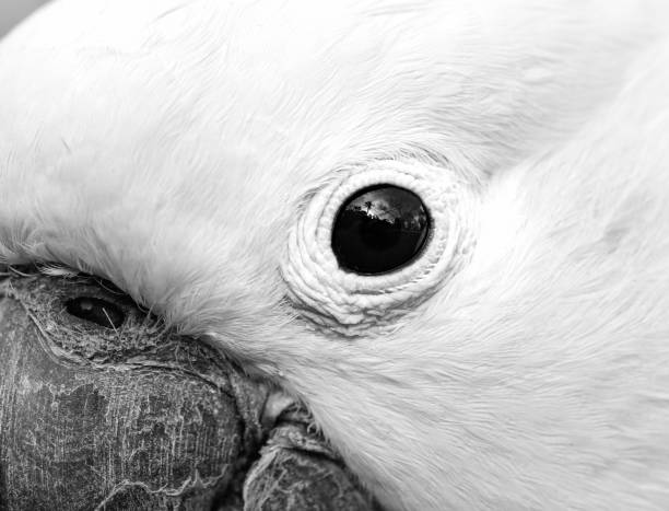 Black and white photo of a cockatoo, Sydney Australia
