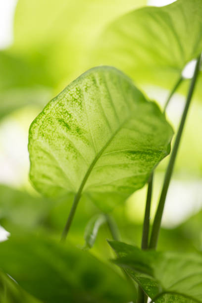 istock beautiful green leaves 847545952