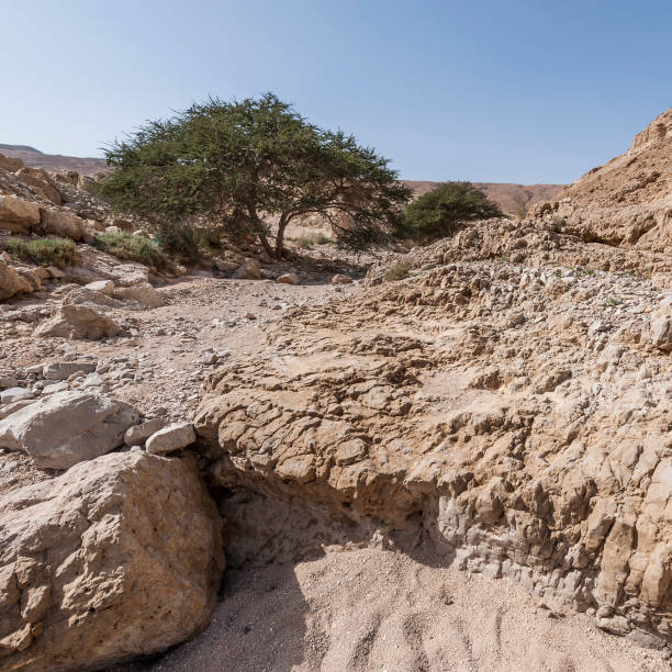 istock Stone desert in Israel 847547026