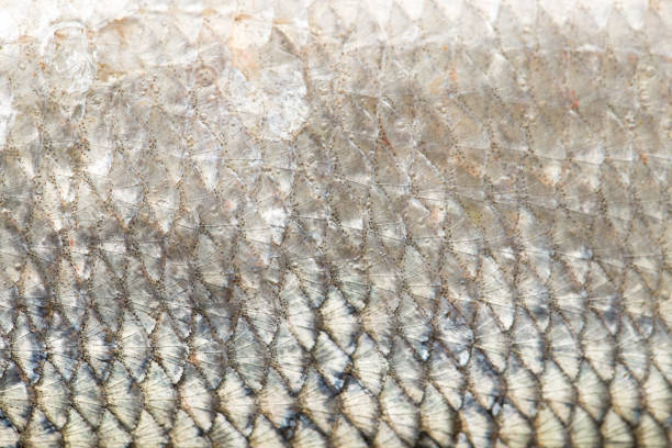 istock background of fish scales. macro 847560360
