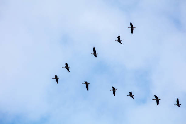 istock The birds in the sky 847560532