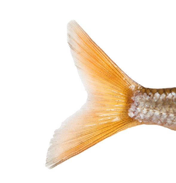 tail of a fish on a white background