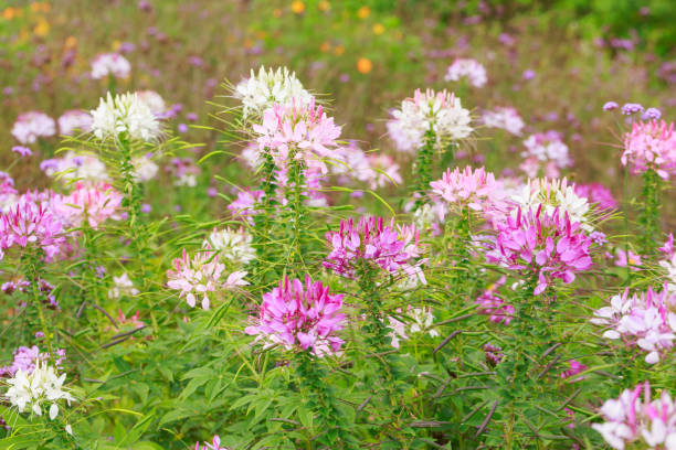 istock pink flower in field 847563814