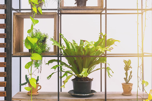 green plant bird nest fern pot to home decoration on metal shelf