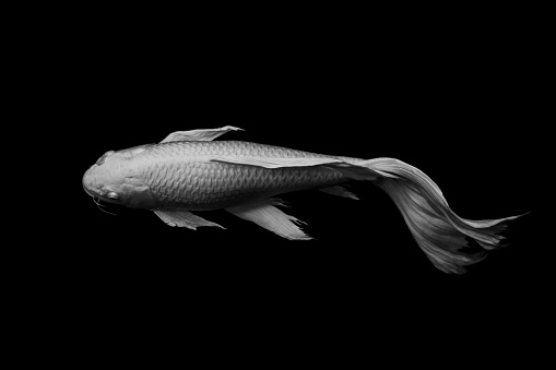 White Butterfly Koi Fish On Black Background Stock Photo - Download Image  Now - Black And White, Animal, Fish - iStock