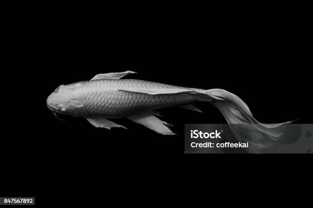 White Butterfly Koi Fish On Black Background Stock Photo - Download Image  Now - Black And White, Animal, Art - Istock