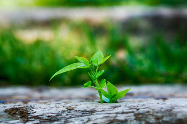 istock Green plant with bokeh 847580154