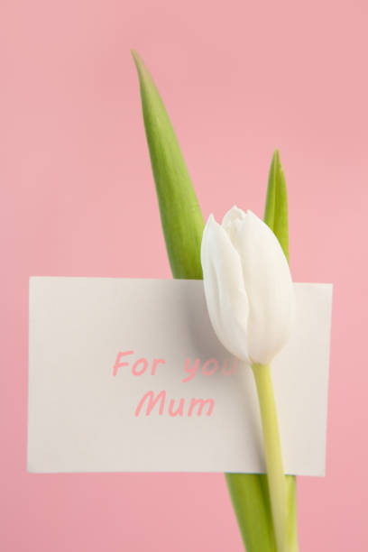 istock Beautiful white tulip with a card for a mother 847580950