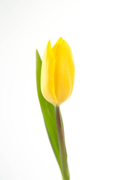 istock Blooming yellow tulip on a white background 847583614