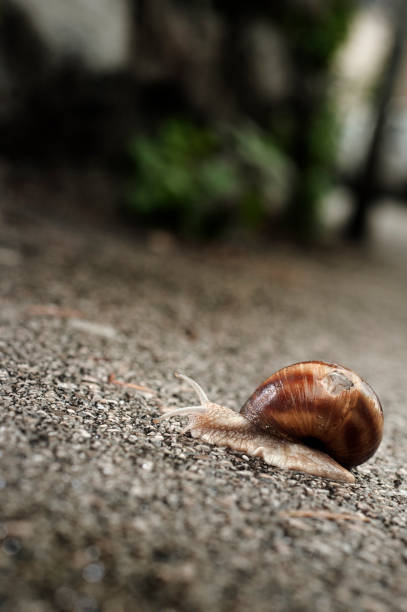 istock Helix pomatia on the asphalt 847583966