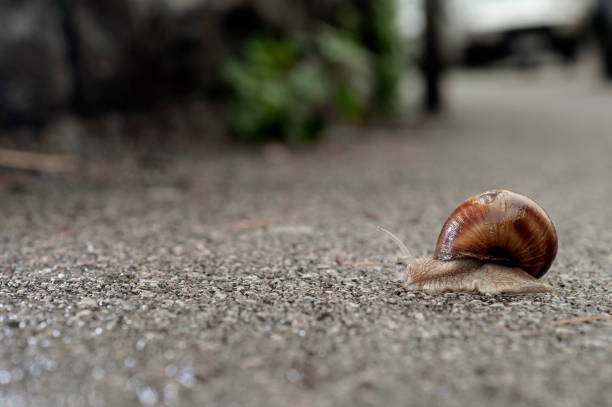 istock Helix pomatia on the asphalt 847584020
