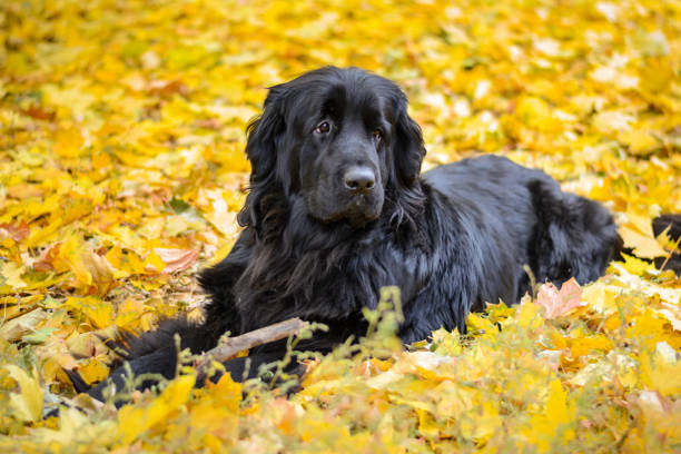 Newfoundland on autumn yellow leaves Newfoundland on autumn yellow leaves walk out newfoundland dog stock pictures, royalty-free photos & images