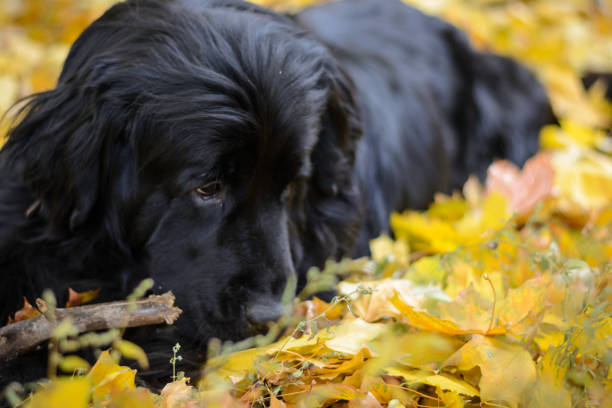 Newfoundland on autumn yellow leaves walk out