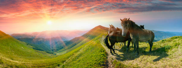 istock Horses on the mountain top 847594008