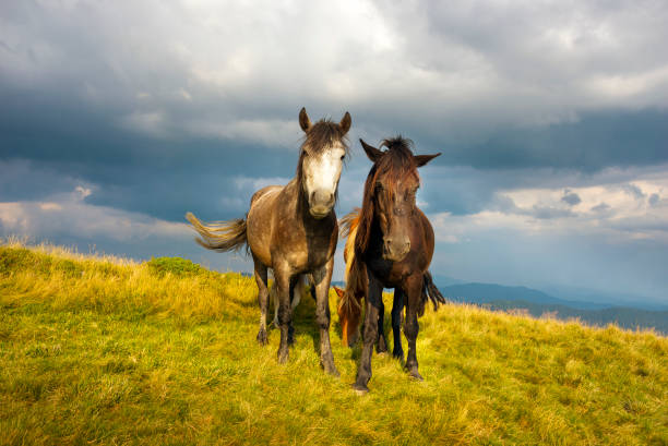 istock flies attack horses in the mountains 847598226