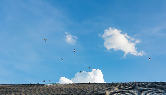 blue sky and clouds and roof of building and bird or pigeon flying on blue sky background