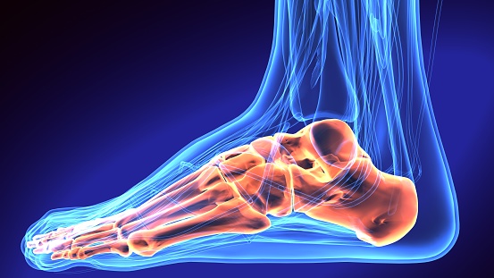 Ilustración de la anatomía del pie humano. 3D render photo