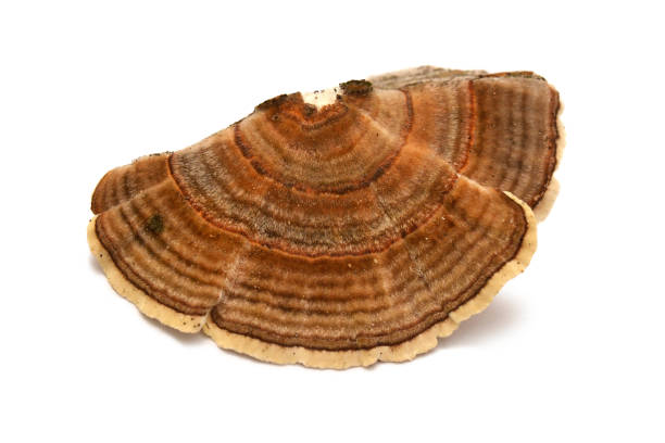 seta trametes versicolor - basidiomycota fotografías e imágenes de stock