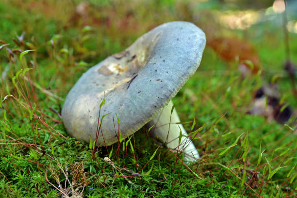 Russula heterophylla mushroom, commonly known as the greasy green brittlegill\