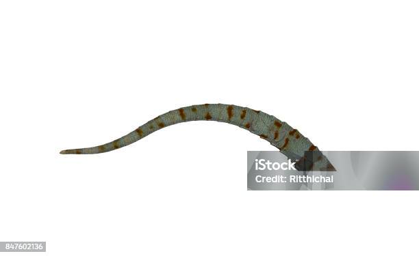 Tail Gecko White Isolated Stock Photo - Download Image Now - Animal, Animal Body Part, Animal Eye