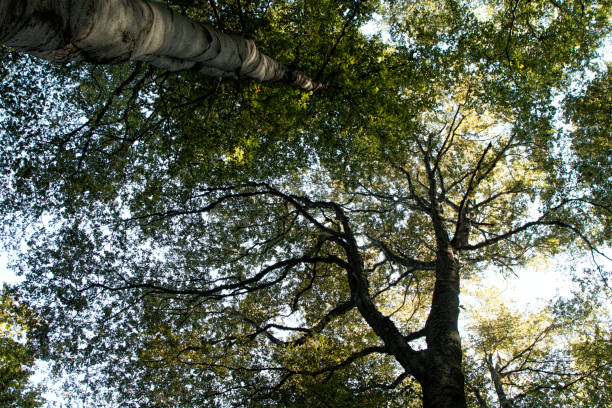 istock Low angle view of a tall Oriental beech 847605674