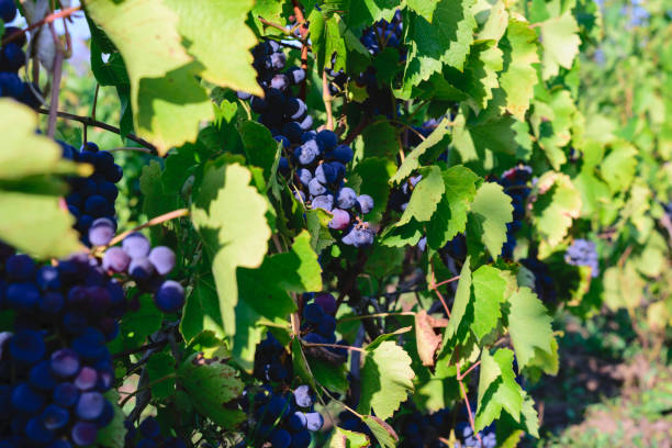 ripen blue black grapes - unharvested organic grape vine