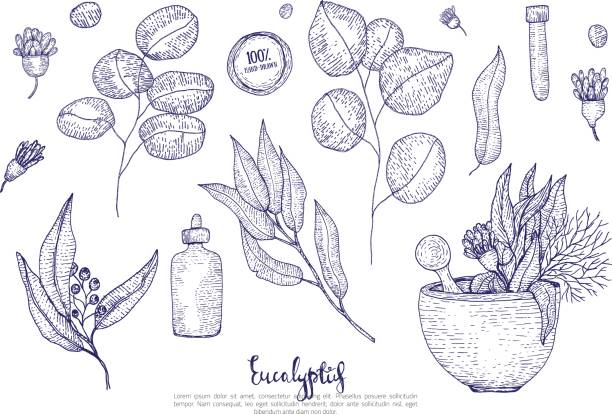illustrations, cliparts, dessins animés et icônes de feuilles d’eucalyptus médical, fleurs et bouteilles isolé sur fond blanc. style de croquis gravés - arbre de jade