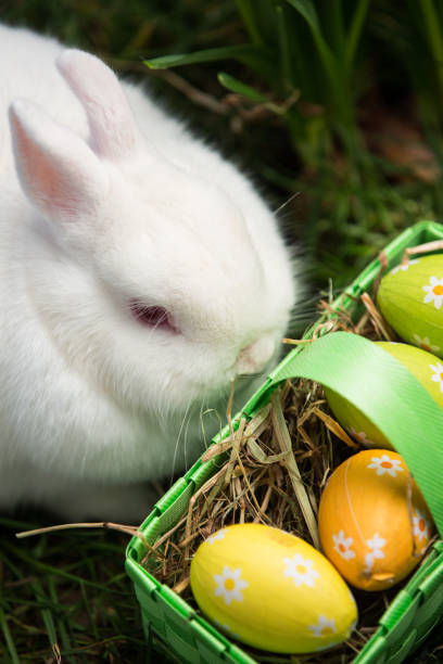istock White bunny sitting beside easter eggs in green basket 847621682