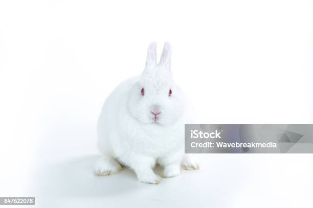 White Rabbit Facing White Rabbit Facing Camera Stock Photo - Download Image Now - Cute ...