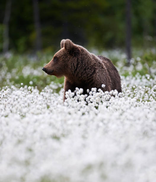 istock Beautiful bear among the cotton grass 847622220