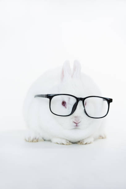 istock White bunny wearing human glasses 847622434