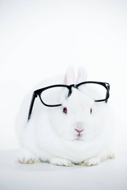 istock White bunny wearing human glasses on its head 847622506