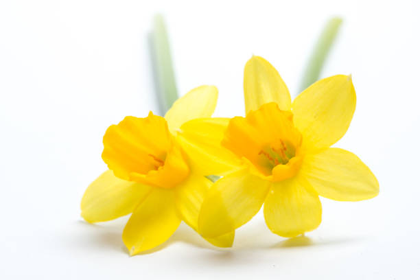 istock Pair of pretty yellow daffodils 847623406