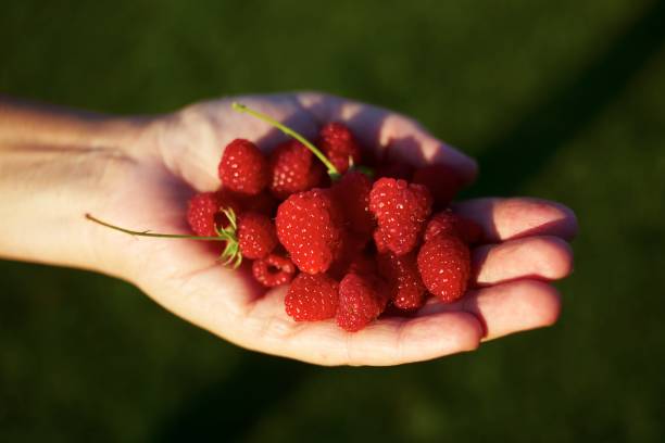 raspberries stock photo