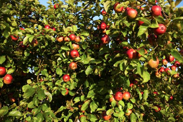 apples stock photo