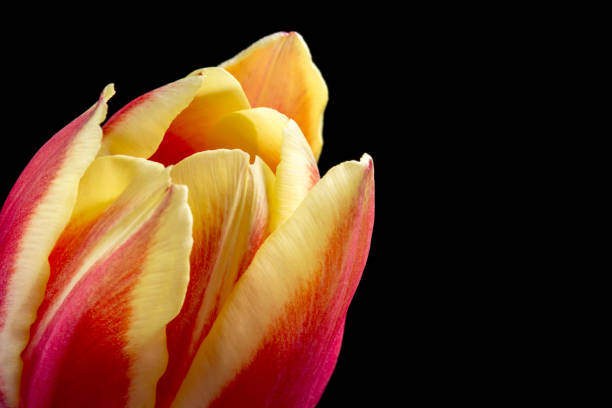 istock Close up red and yellow tulip on black 847632368